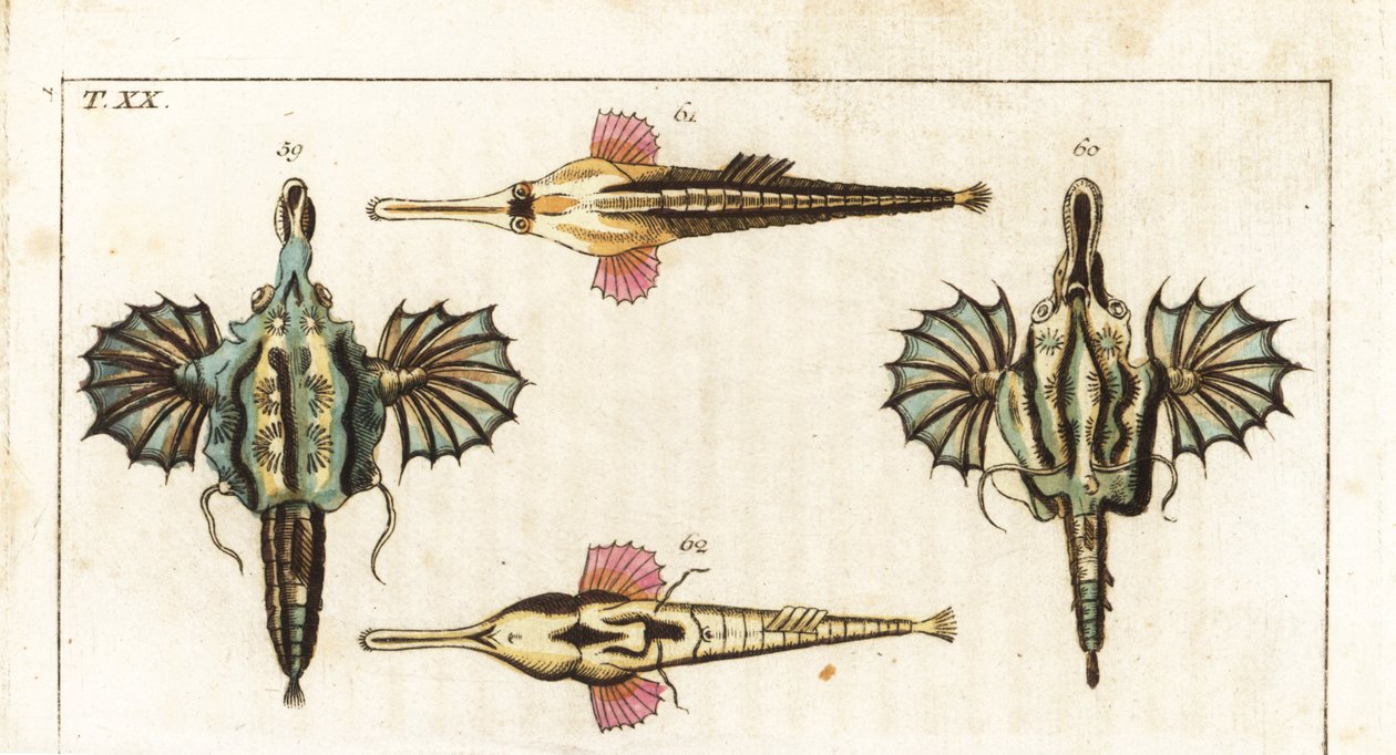 Pégase (ou petit poisson-dragon) - Poisson-papillon à longue queue - Poisson-dragon court, Eurypegasus draconis 59,60, et poisson-volant à longue queue, Pegasus volitans 61,62. Gravure sur cuivre coloriée à la main de l