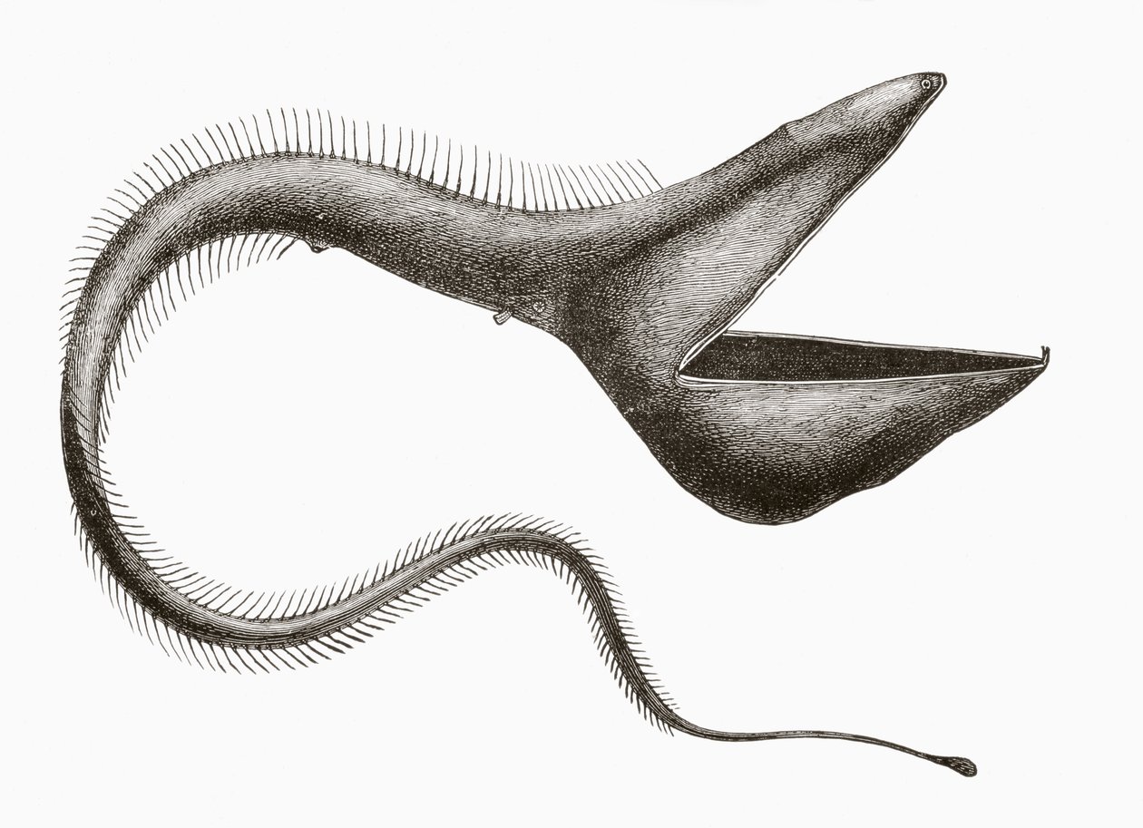 Anguille pélican ou Eurypharynx pelecanoides, un poisson des profondeurs rarement vu par les humains, de 