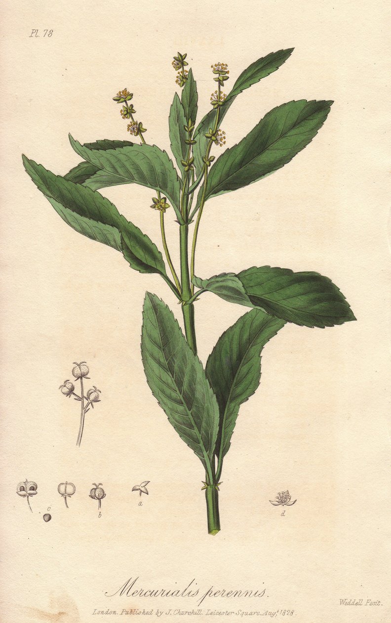 Mercuriale vivace ou chou de chien (Mercurialis perennis) - Illustration de “Botanique médicale, description des plantes médicinales de Londres, Édimbourg et Dublin” par John Stephenson et James Morss Churchill - Unbekannter Künstler