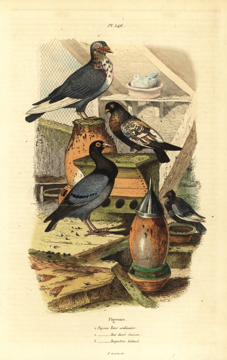 Pigeon Columba livia races: Pigeon turc ordinaire, bai doré suisse, bagadais bâtard - Unbekannt