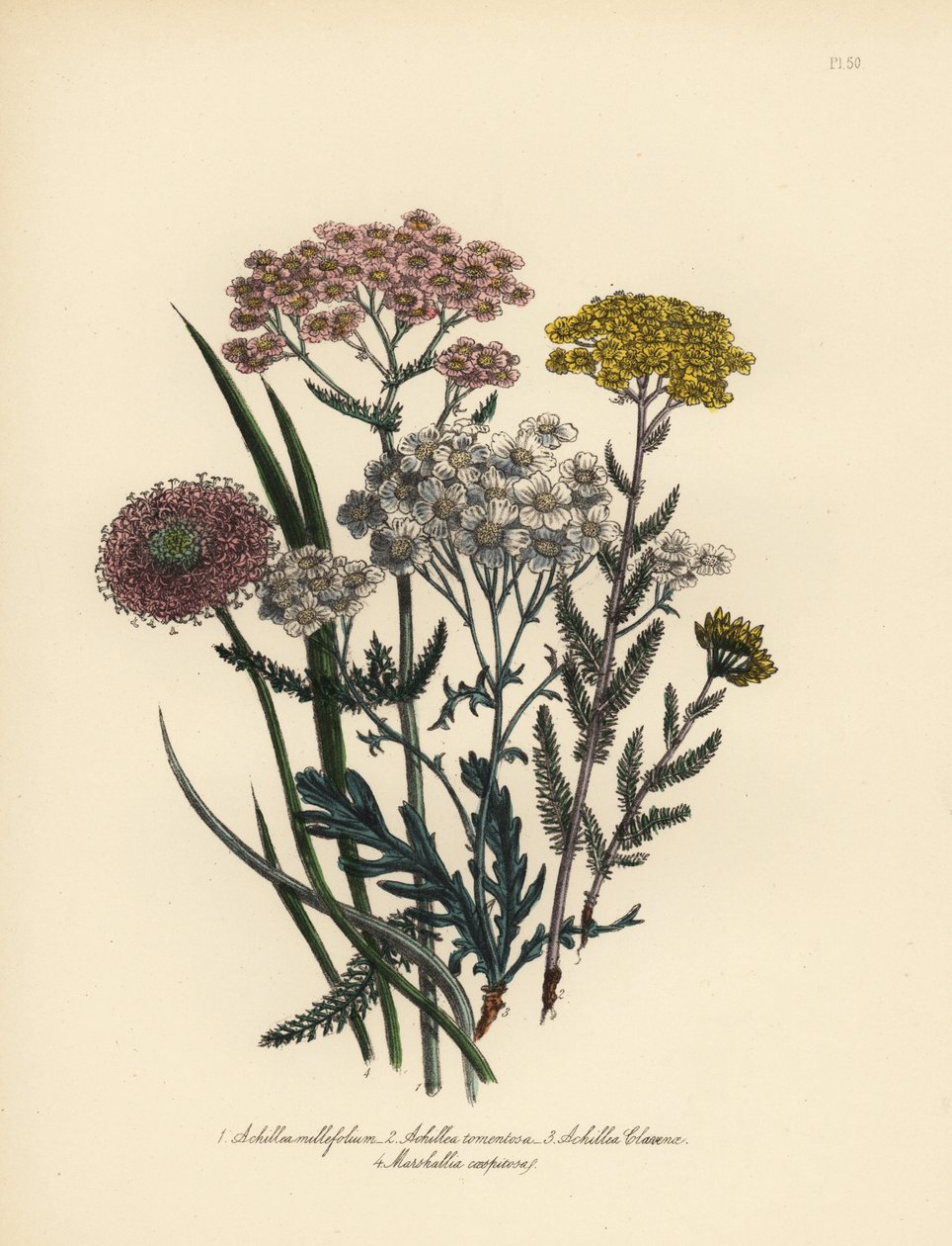 Achillée millefeuille à fleurs roses, Achillea milfolium, achillée dorée, Achillea tomentosa, achillée à feuilles argentées de Clavena, Achillea clavenae, et marshallia touffue, Marshallia caespitosa. Chromolithographie finie à la main par Henry Noel Humph - Unbekannter Künstler