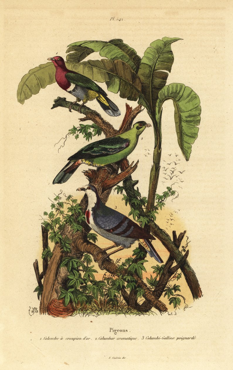 Colombe fruitée à tête rose, Ptilinopus porphyreus, pigeon vert de Buru, Treron aromaticus, et cœur saignant de Luzon, Gallicolumba luzonica - Unbekannt