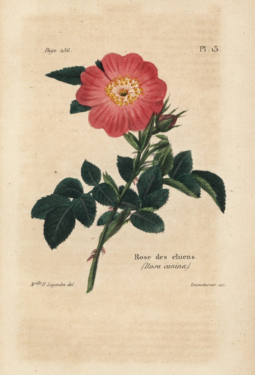 Rose de chien, Rosa Canina. Lithographie coloriée à la main par Lecouturier d