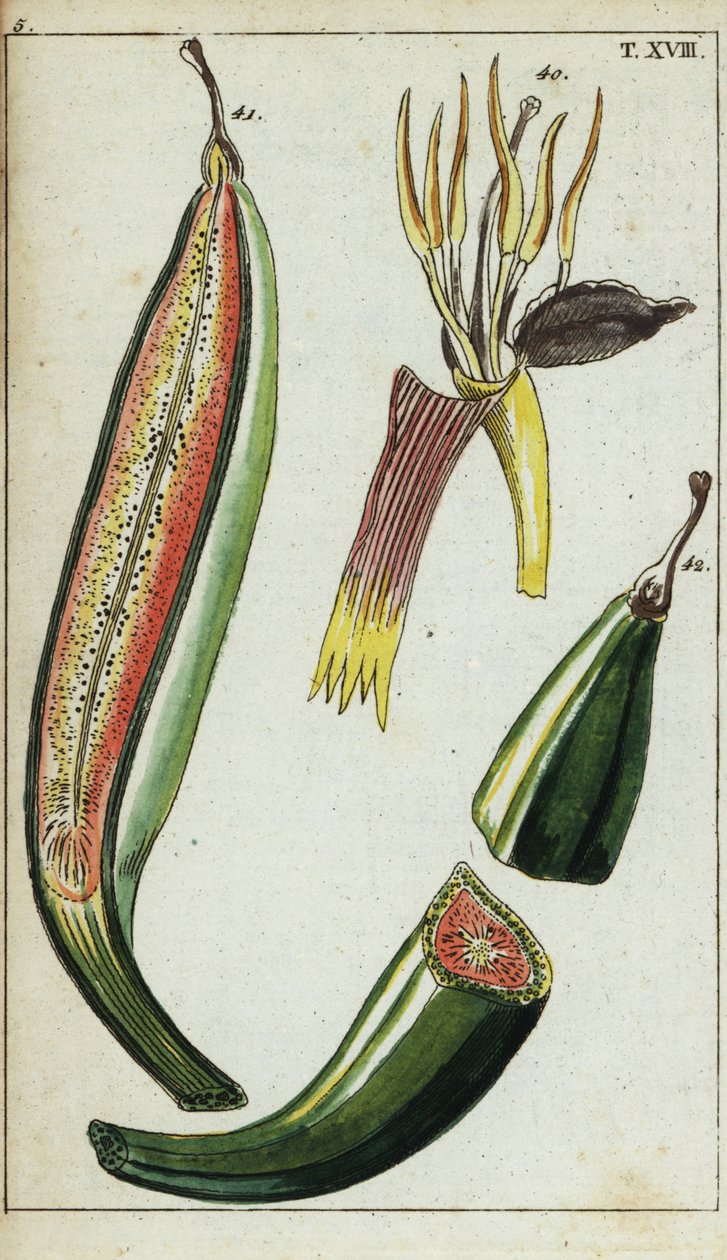Bananes plantains, Musa x paradisiaca - Unbekannter Künstler