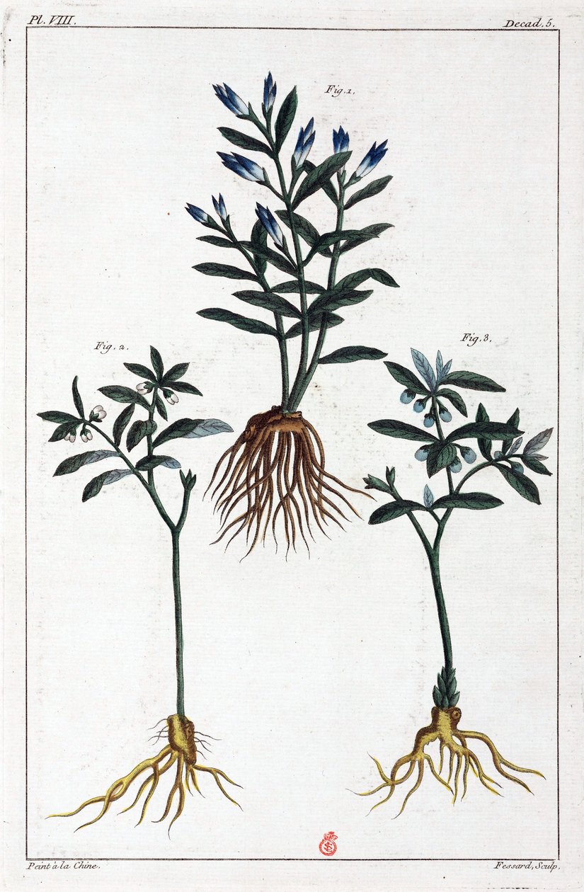 Plantes médicinales, Chine - Unbekannt
