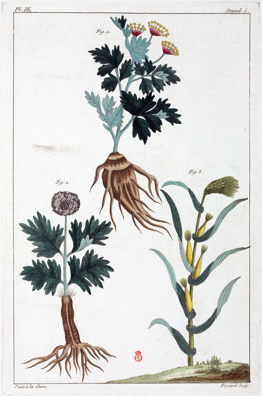 Plantes médicinales, Chine - Unbekannt