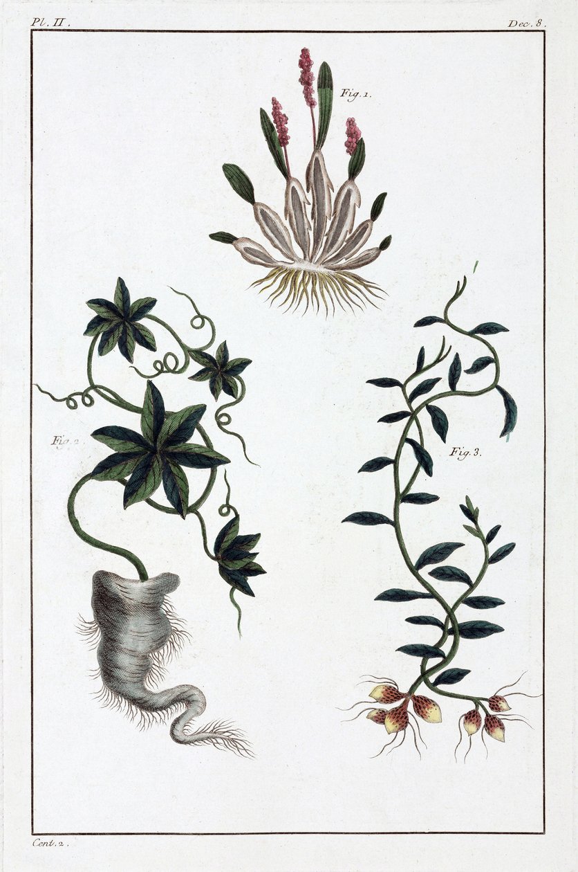 Plantes médicinales, Chine - Unbekannt