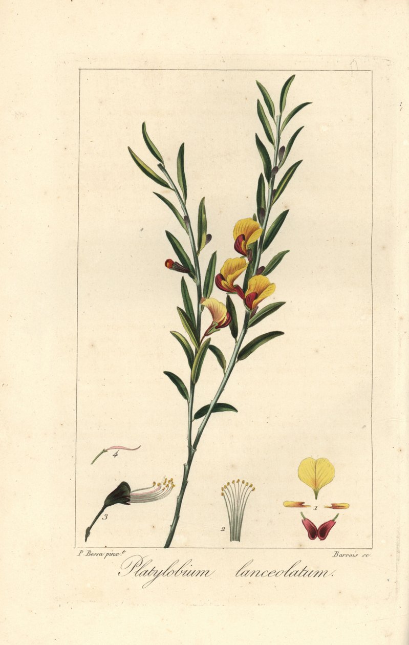 Platylobium lanceolatum, originaire d