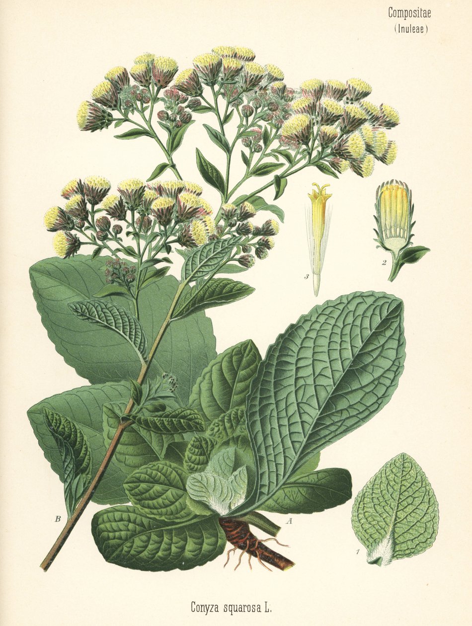 Inule conyze, Inula conyza (Conyza squarrosa) - Unbekannter Künstler