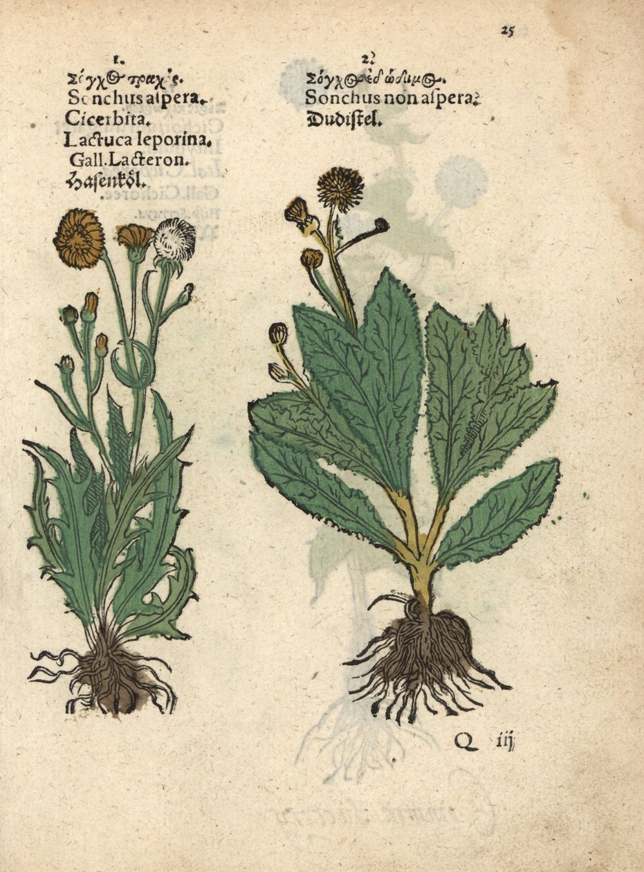 Laiteron épineux, Sonchus asper, et laiteron lisse, Sonchus oleraceus. Gravure sur bois coloriée à la main d