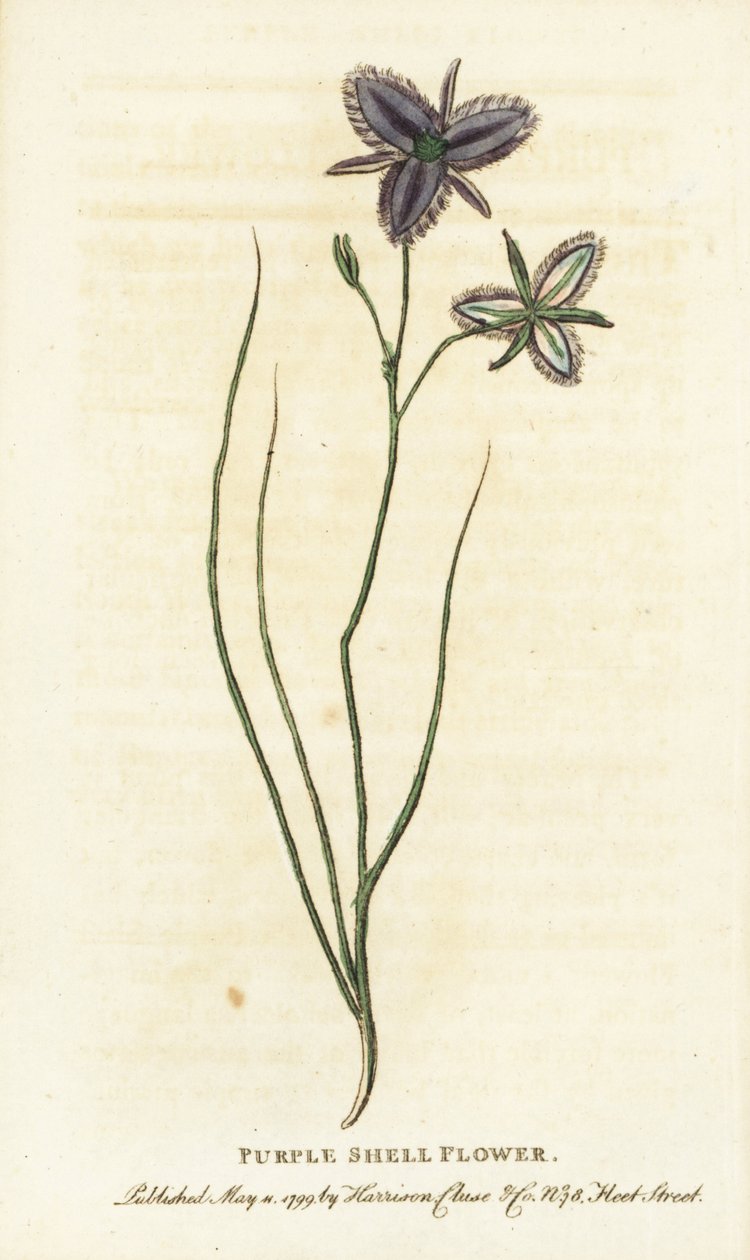 Fleur de coquillage pourpre de Nouvelle-Galles du Sud, Australie - Unbekannter Künstler