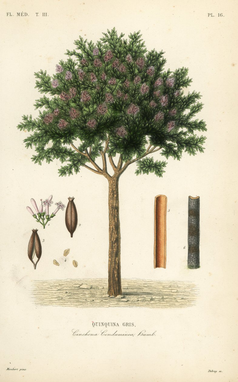 Quinquina gris, Cinchona officinalis - Unbekannt