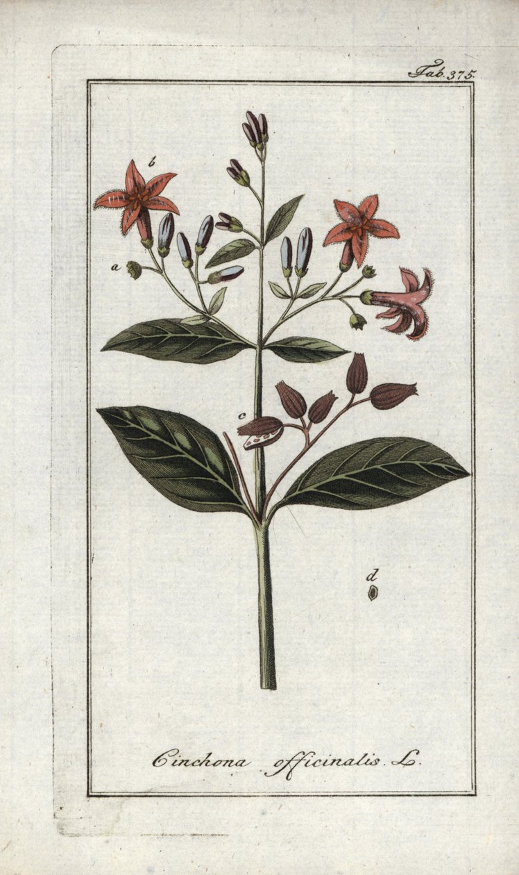 Quinquina (Cinchona officinalis) - Unbekannter Künstler