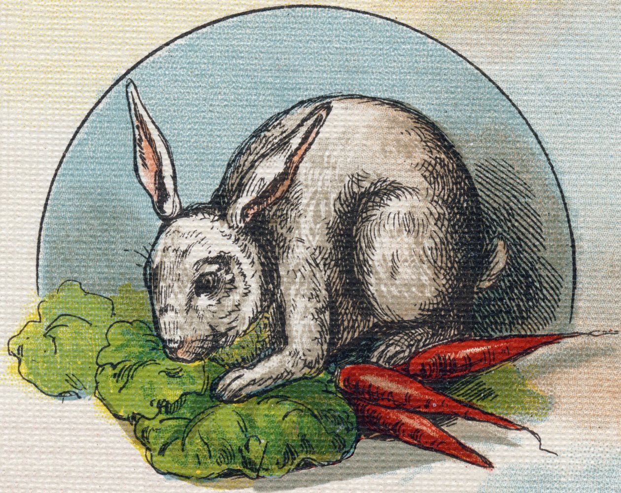 Lapin mangeant une carotte. Gravure dans "Alphabet de ma petite fille". Bernardin-Béchet et Fils, libraires-éditeurs, Paris, vers 1895. Album incassable sur toile. Bibliothèque des Bébés. - Unbekannt