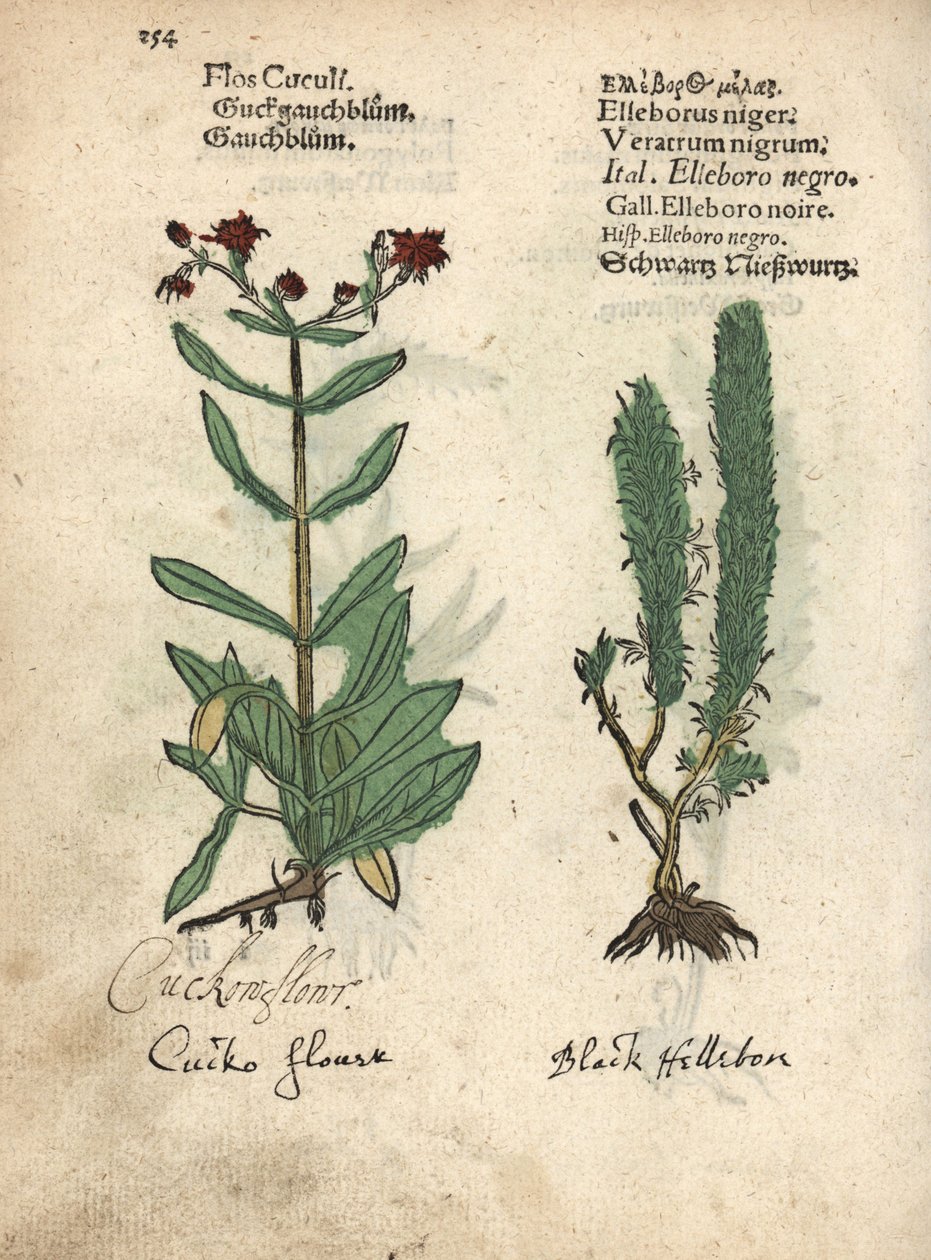 Lychnis fleur de coucou, Lychnis flos-cuculi, et vératre noir, Veratrum nigrum. Gravure sur bois coloriée à la main d