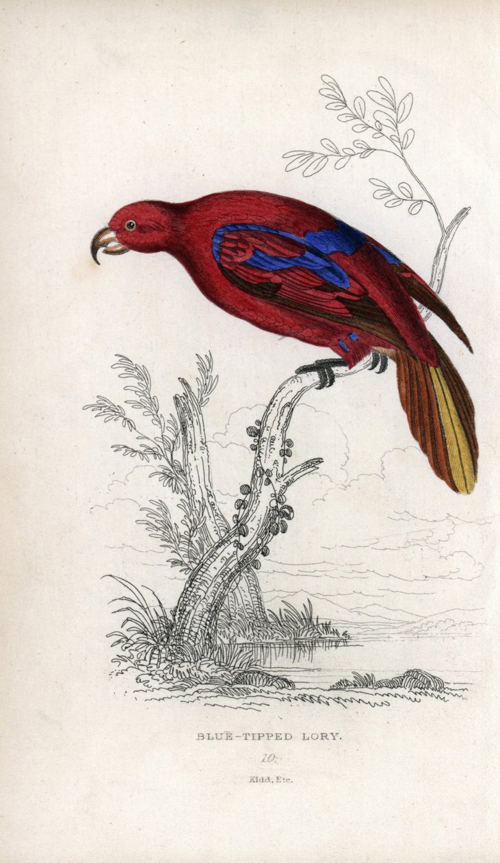 Lori rouge, Eos rubra. Psittacus caeruleatus. Lithographie de Joseph Kidd, d