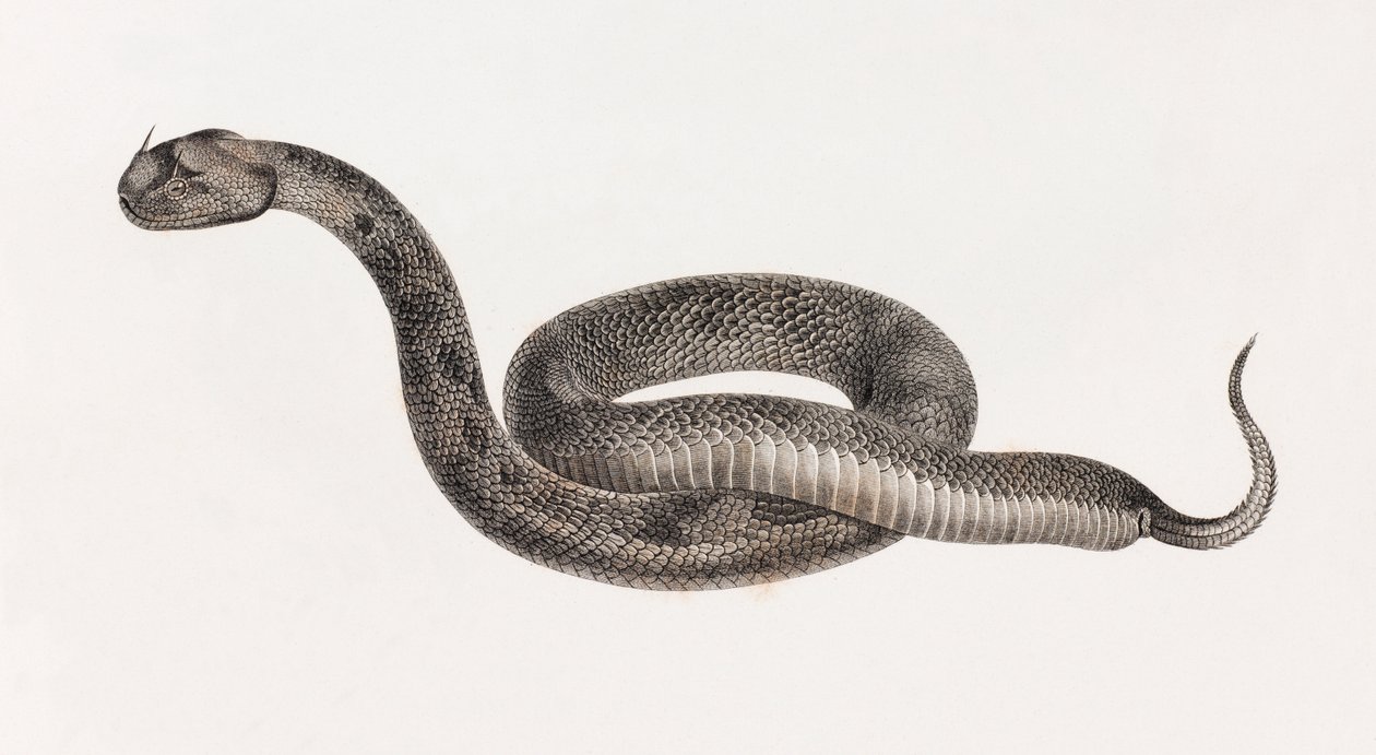 Reptiles : Une vipère - Unbekannt