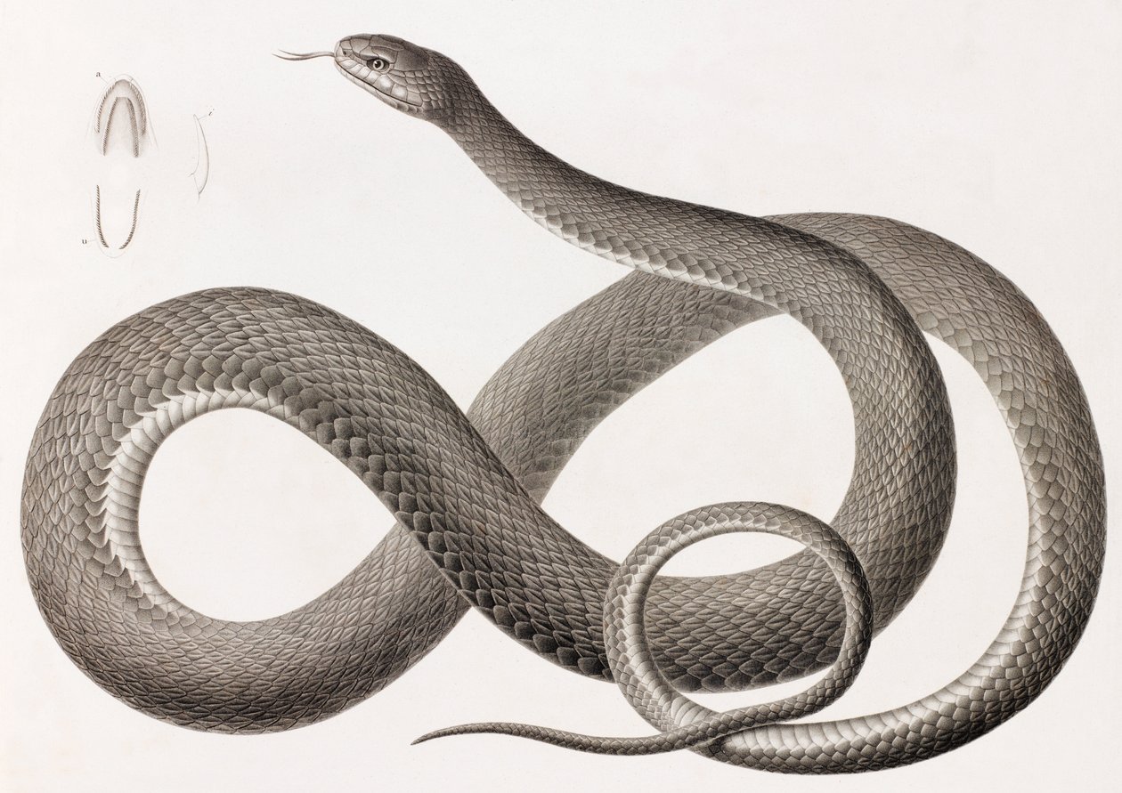 Reptiles : illustration d