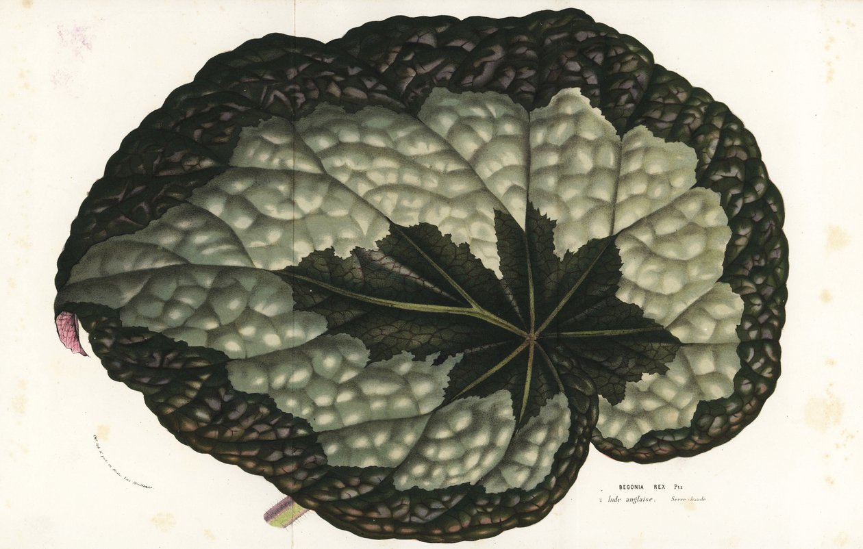 Feuille de bégonia rex, Begonia rex. Inde. Lithographie coloriée à la main de Flowers of the Gardens and Hothouses of Europe de Louis van Houtte et Charles Lemaire, Flore des Serres et des Jardins de l