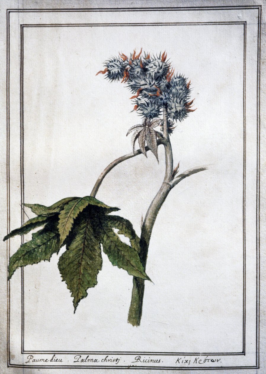 Ricinus communis - Unbekannter Künstler