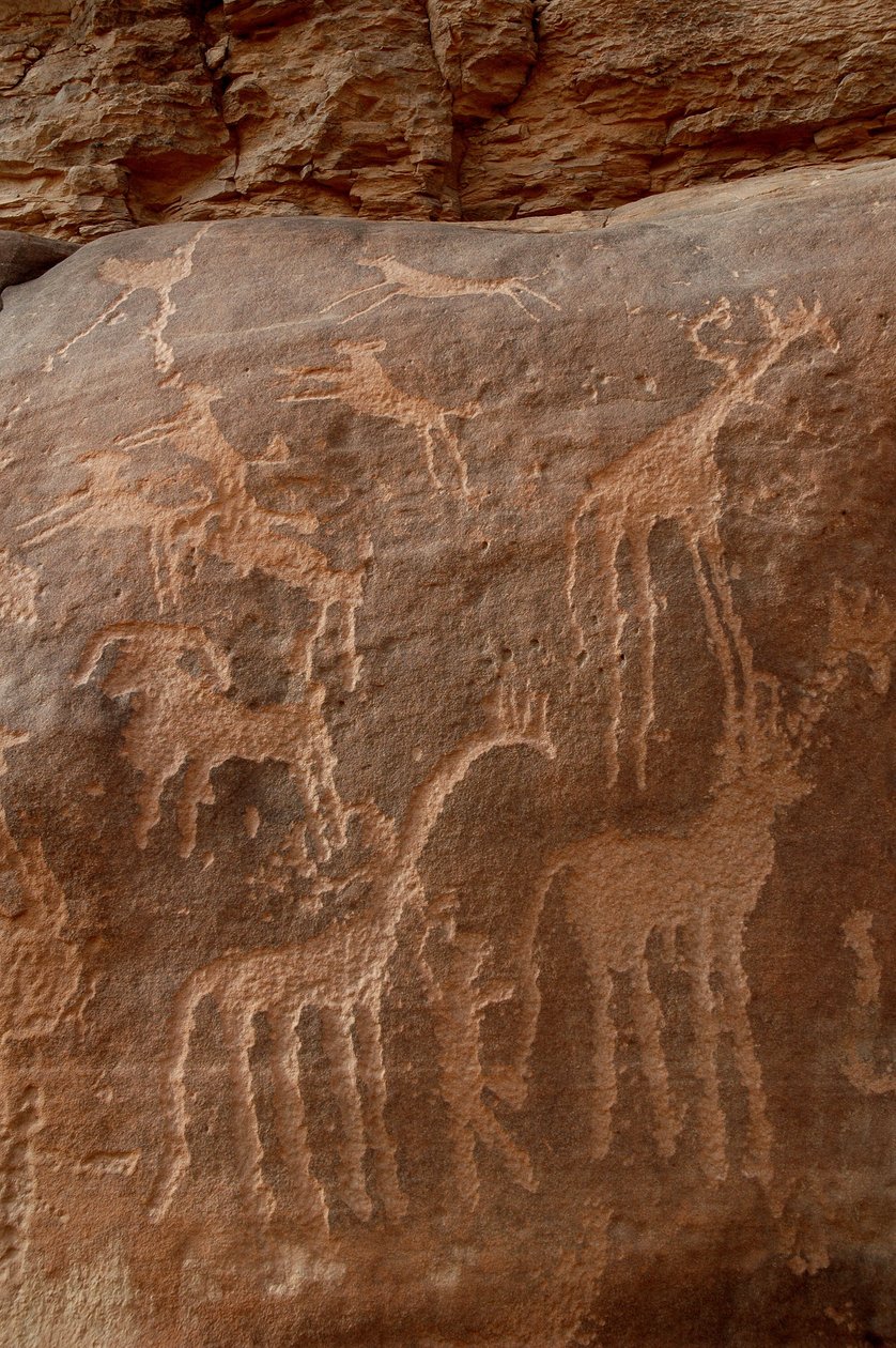 Art rupestre, Préhistoire : Gravure de girafes, autruches, moutons, chien et personnage dans le massif de l