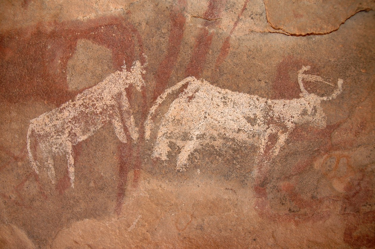 Art rupestre, Préhistoire : Peinture rupestre de bovins blancs et bicolores dans un abri orné, dans le massif de l