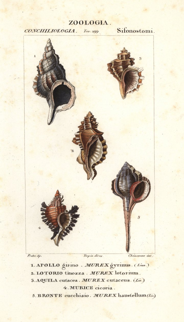 Escargots de roche du "Dictionnaire des sciences naturelles" de Jussieu, Florence, Italie - Unbekannter Künstler