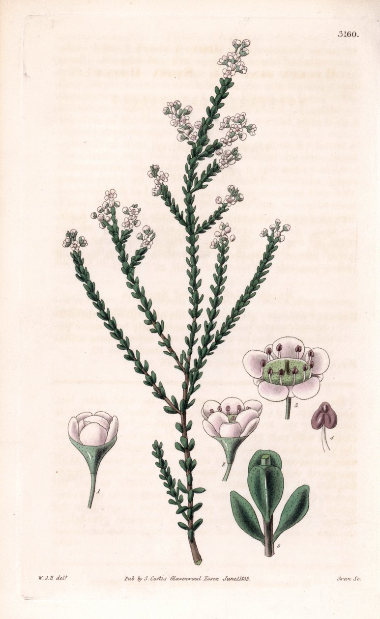 Rock thryptomene, Thryptomene saxicola (arbuste de rocaille du sud-ouest australien) - Unbekannter Künstler