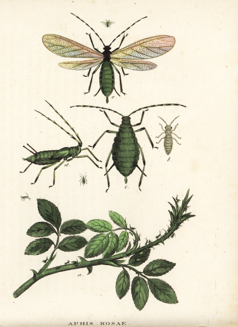 Puceron du rosier, Aphis rosae, sur un rosier. Lithographie en couleur de la Galerie d