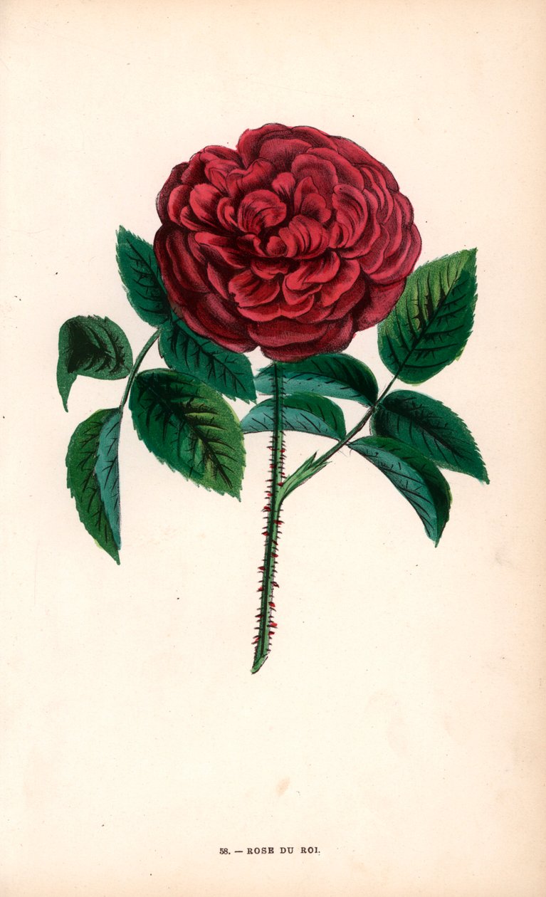 Rose du Roi, un hybride issu de la rose de Portland, Rosa portlandica - Unbekannter Künstler