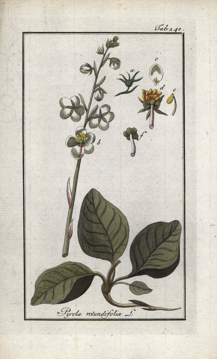 Pyrole à feuilles rondes (Pyrola rotundifolia). Lithographie de « Afbeelding der Artseny-Gewassen » par Johannes Zorn (1739-1799), Pays-Bas - Unbekannter Künstler