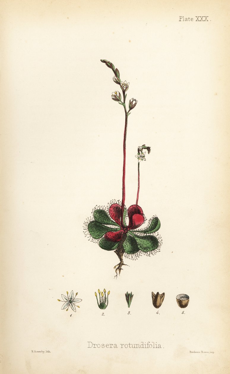Drosera à feuilles rondes, Drosera rotundifolia. Lithographie en couleur par Henry Sowerby de Flora Homeopathica d