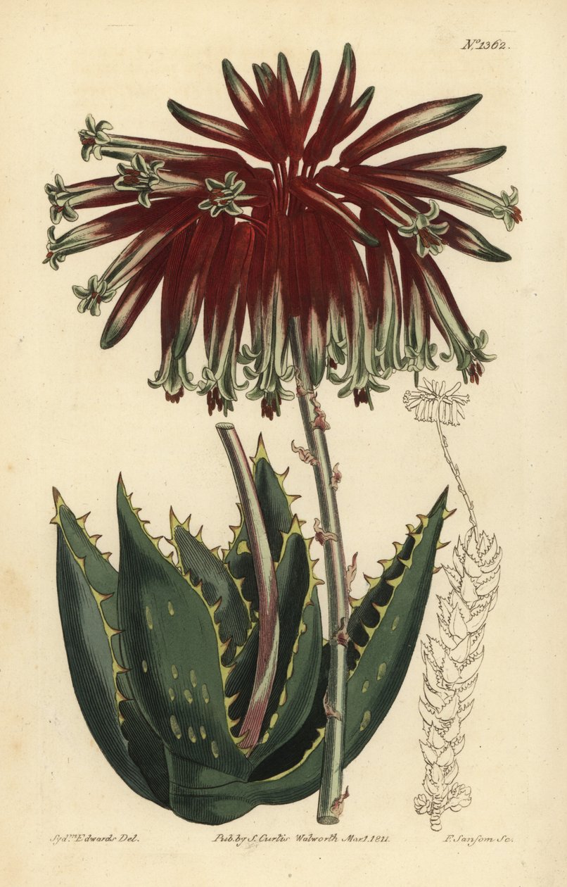 Aloès perfolié ou aloès mitré - Unbekannt
