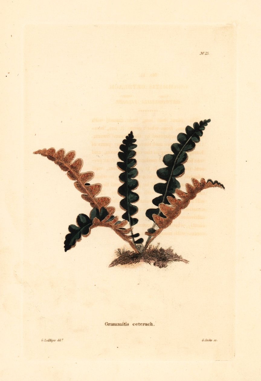 Fougère doradille, Ceterach officinarum. Gravure sur cuivre colorée à la main par George Cooke d