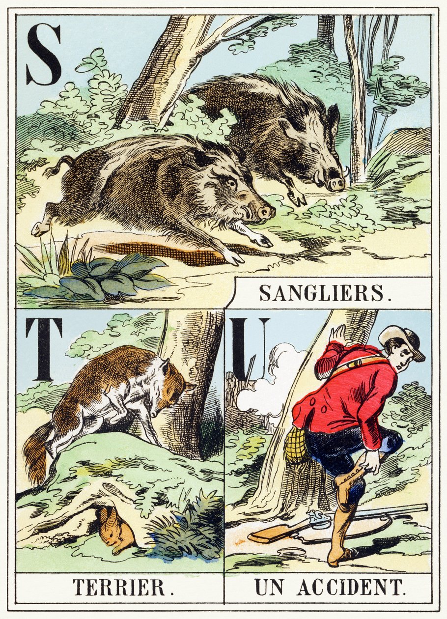 S T U : Sanglier, Terrier, Un accident - L