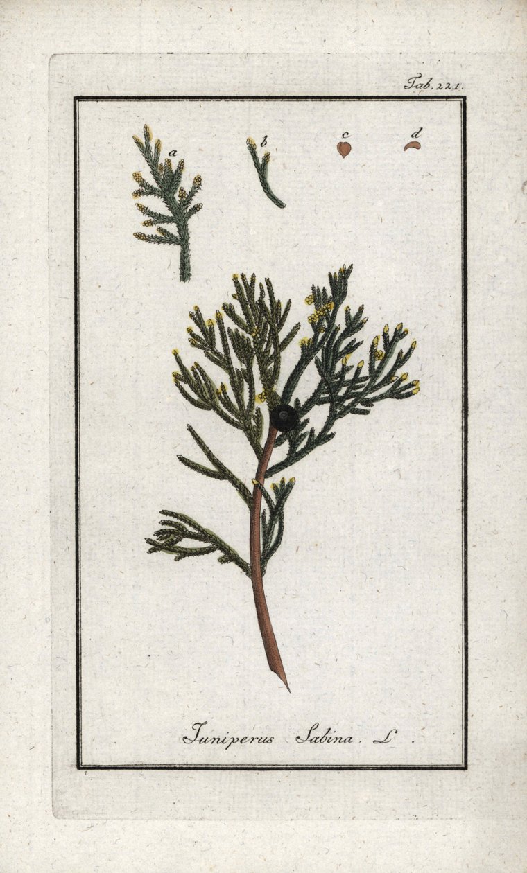 Genévrier sabine (Juniperus sabina). Lithographie de « Afbeelding der Artseny-Gewassen » par Johannes Zorn (1739-1799), Pays-Bas - Unbekannter Künstler