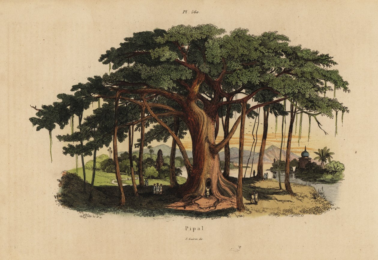 Figuier sacré ou arbre peepal, Ficus religiosa - Unbekannt