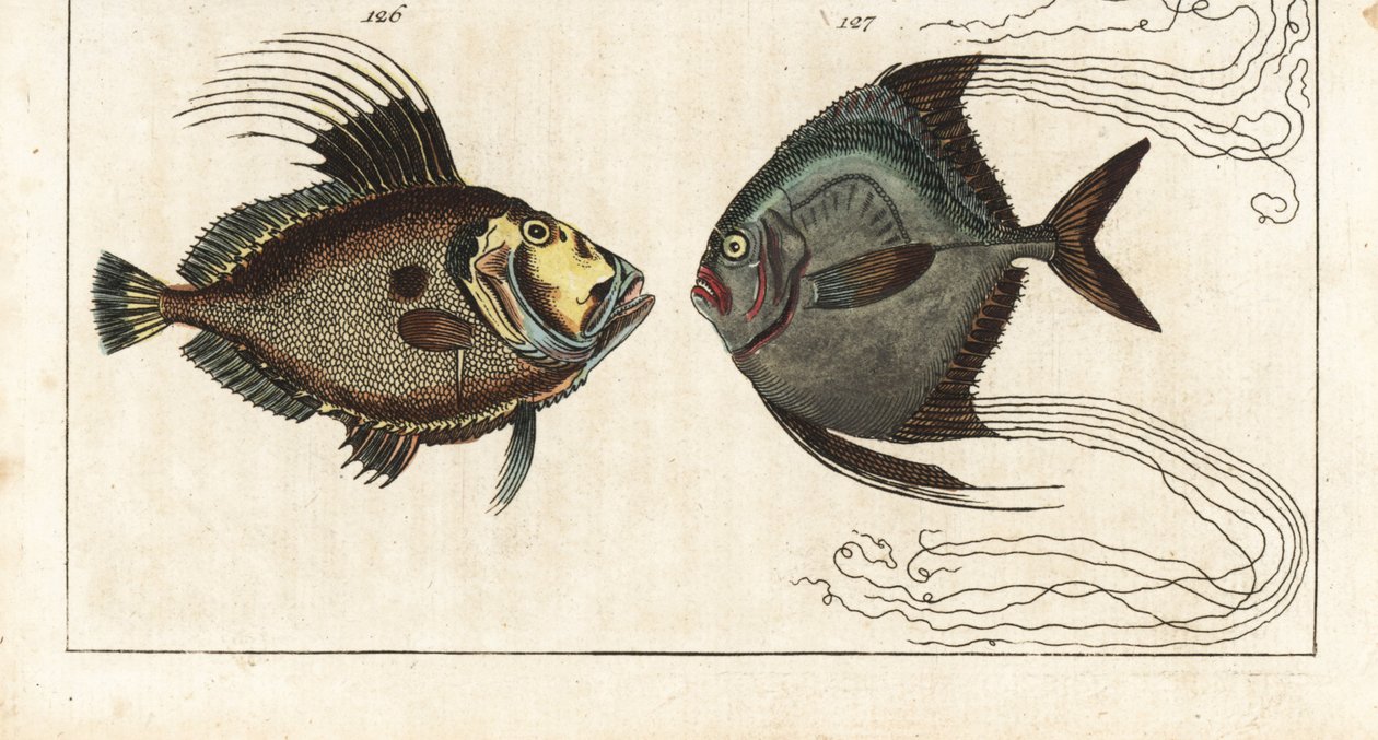 Pierre de Saint (ou poule de mer, dorée ou zee) - fil de cordonnier (ou carangue à plumes) - Saint-Pierre, Zeus faber 126, et pompaneau africain, Alectis ciliaris 127 - Unbekannter Künstler