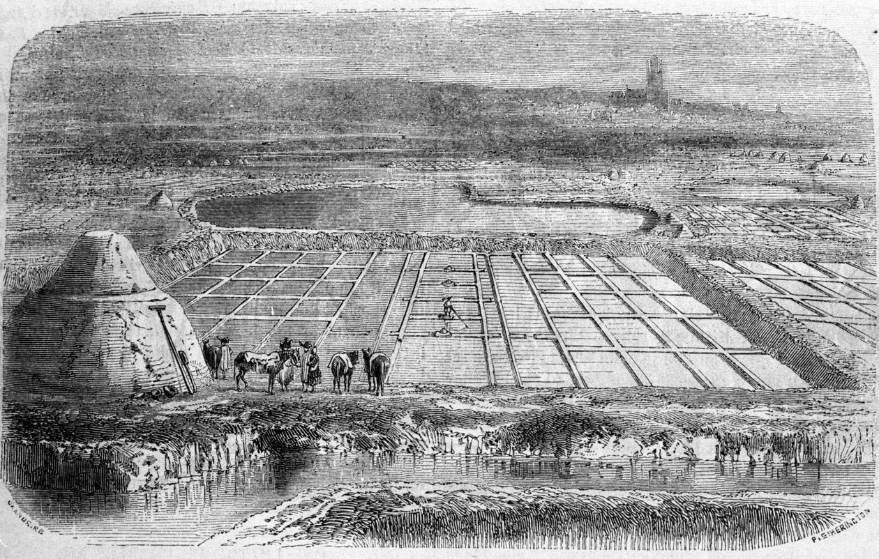 Production de sel : marais salants (saline) du sud de la France. Gravure du XIXe siècle - Unbekannt