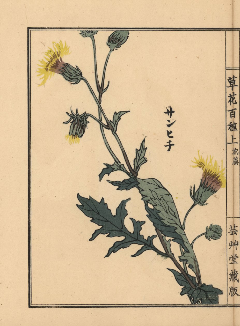 Sanhichisou ou passion pourpre japonaise, Gynura japonica - Unbekannter Künstler