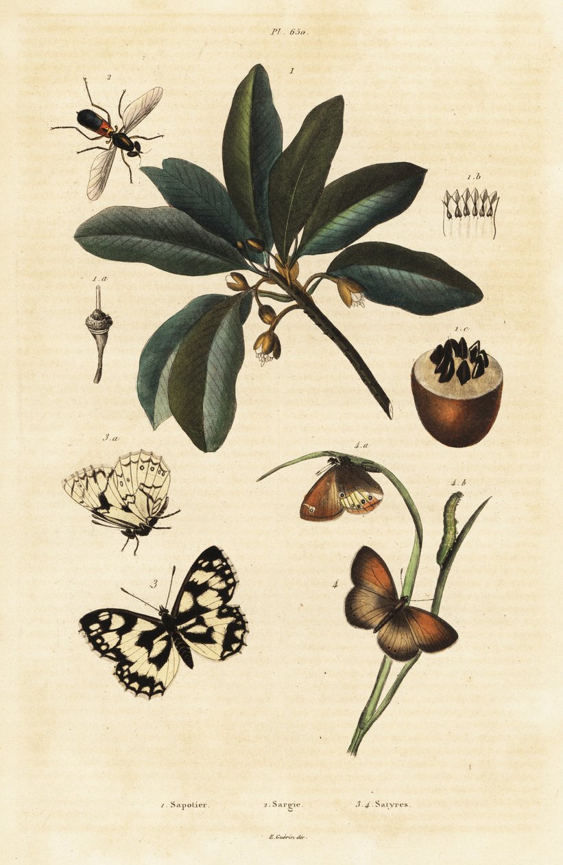 Sapotille et papillons de nuit - Unbekannter Künstler