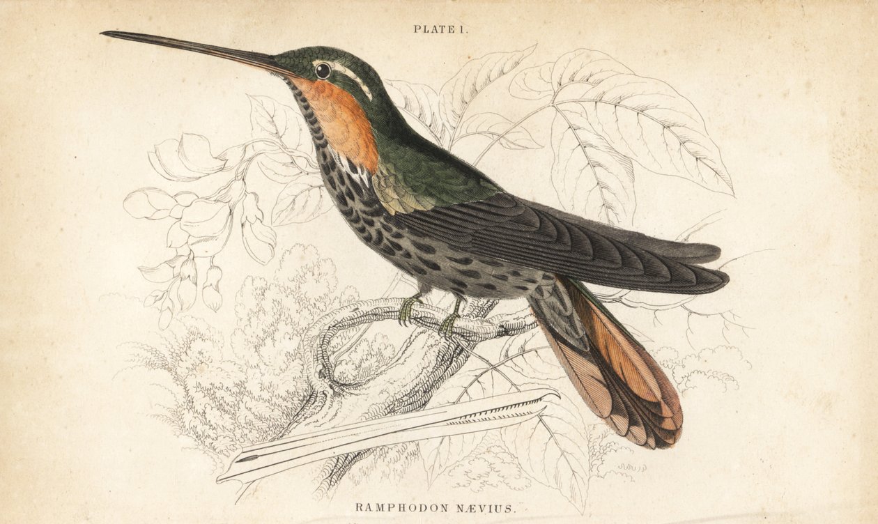 Ermite à bec denté, Ramphodon naevius (Colibri à bec denté tacheté). Gravure sur acier colorée par William Lizars de la Naturalist