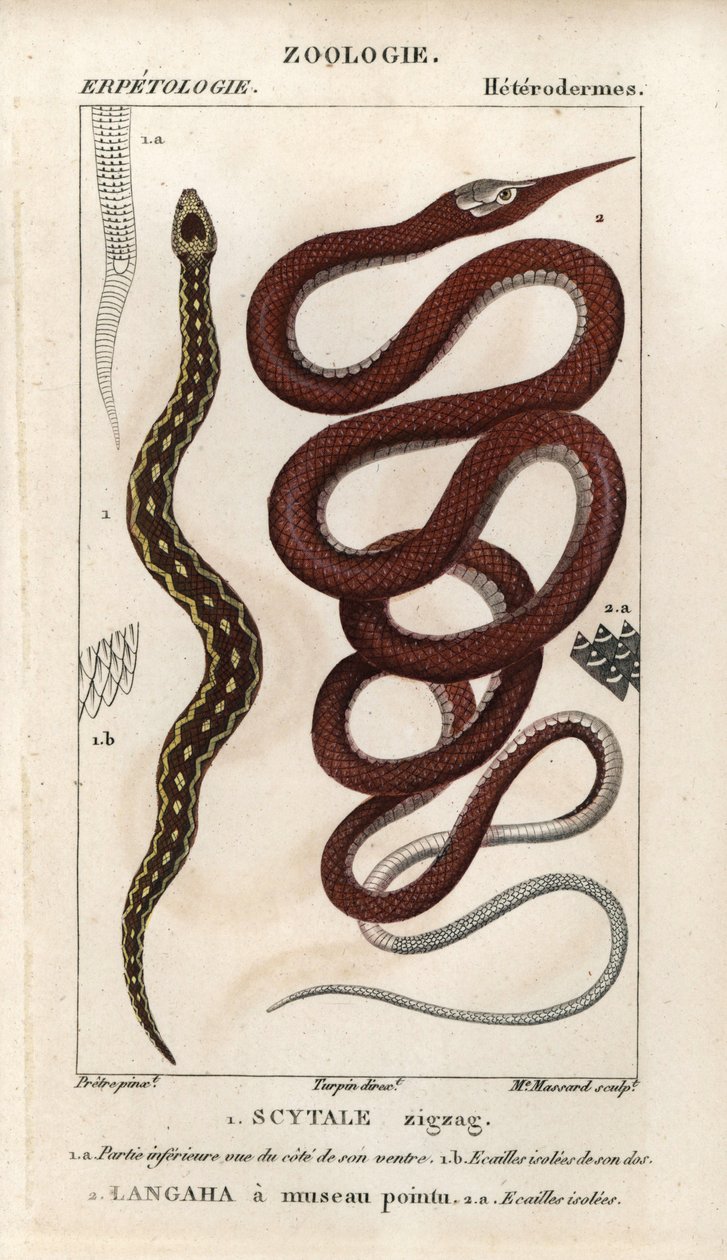 Vipère à écailles de scie, scytale zigzag, Echis carinatus, et serpent à nez de feuille de Madagascar, langaha à museau pointu, Langaha madagascariensis - Unbekannter Künstler