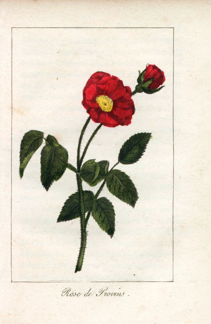 Rose de Provence écarlate, rose de Provins, Rosa gallica. Gravure sur cuivre coloriée à la main d