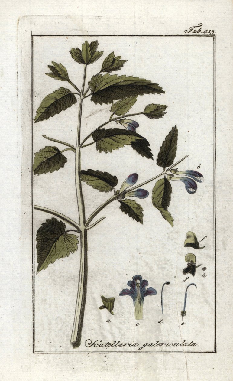 Scutellaire casquée ou grand chapeau (Scutellaria galericulata) - Unbekannter Künstler
