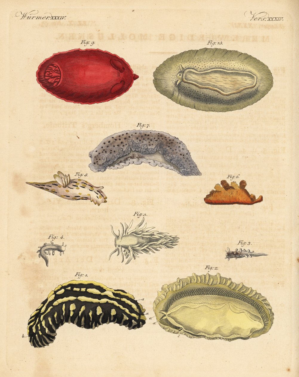 Limaces de mer: Phyllidia varicosa 1,2, Tergipes limacina 3,4, Aeolidia papillosa 5, Scyllaea pelagica 6, Tritonia hombergii 7, Polycera quadrilineata 8, et Platydoris argo 9,10. Gravure sur cuivre coloriée à la main de Bilderbuch fur - Unbekannter Künstler