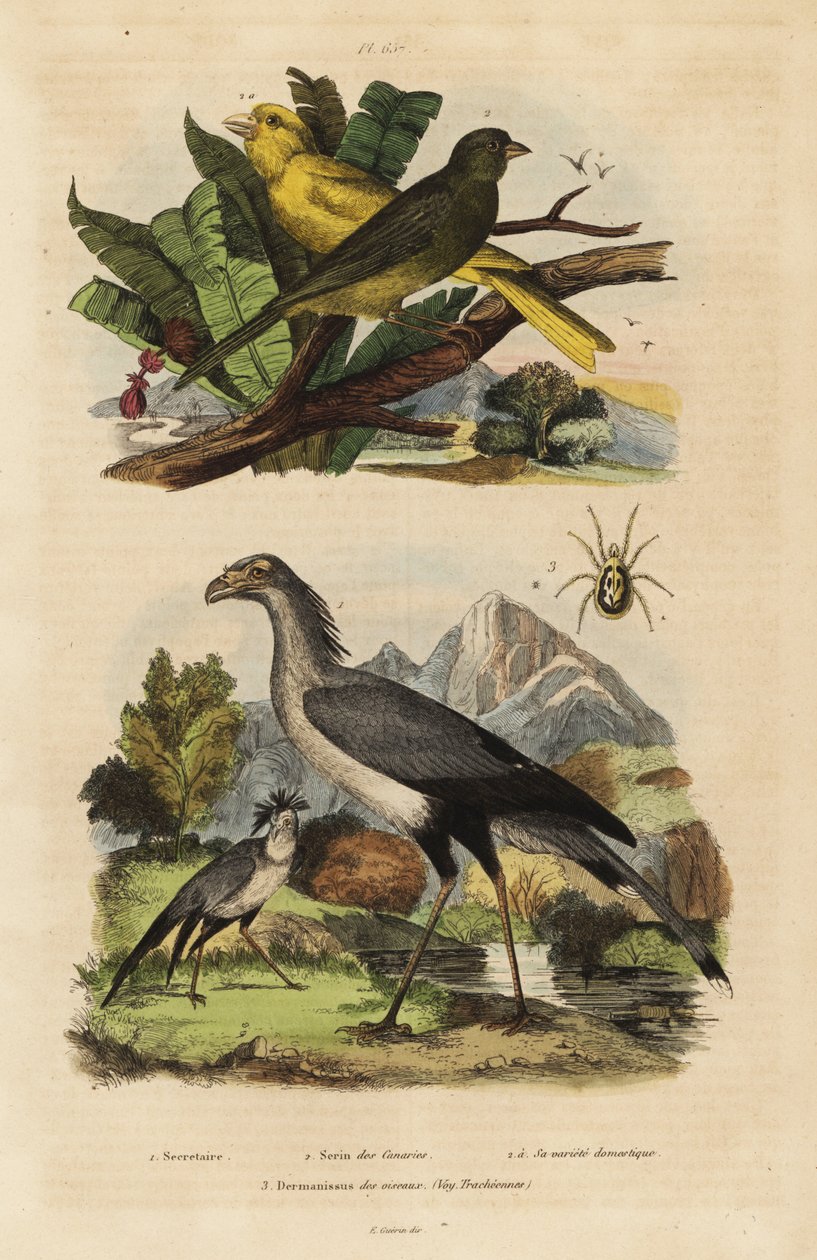 Messager sagittaire, Sagittarius serpentarius, canaris sauvages et apprivoisés, Serinus canaria - Unbekannt