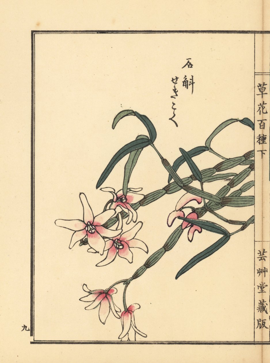 Sekkoku, dendrobium de Mohl ou orchidée de pierre japonaise, Dendrobium moniliforme. De Kusa Bana Hyakushu (Cent Variétés de Fleurs), Tokyo, Yamada - Unbekannter Künstler
