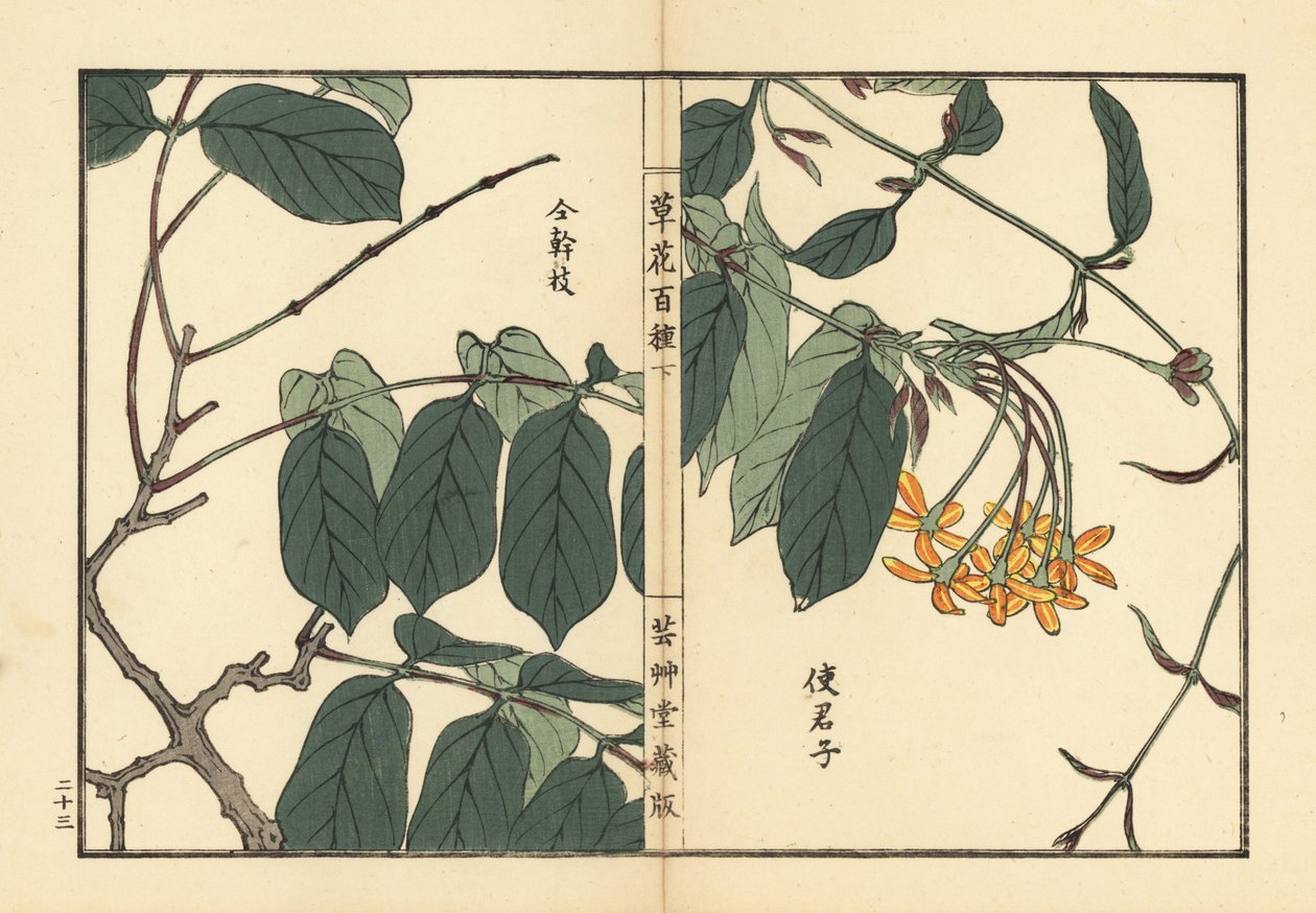 Shikunshi, chèvrefeuille chinois ou liane de Rangoon, Combretum indicum (Quisqualis indica). De Kusa Bana Hyakushu (Cent Variétés de Fleurs), Tokyo, Yamada - Unbekannter Künstler