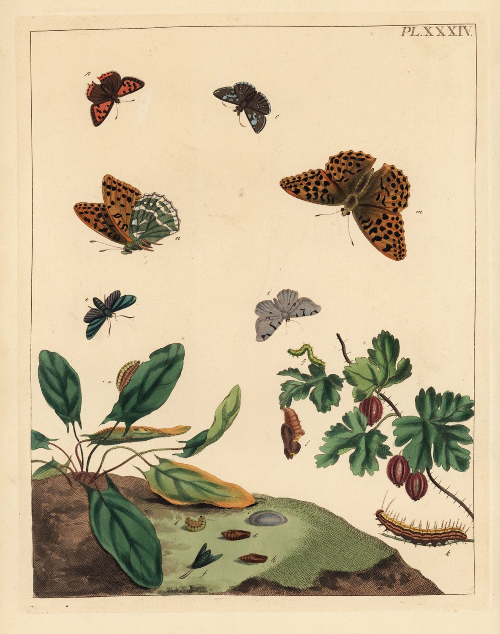 Papillon nacré, Argynnis paphia, zygène de la spirée, Adscita statices, ou phalène de la groseille, Halia vauaria, petit cuivré, Lycaena phlaeas, hespérie de la houque, Erynnis tages, et groseillier, Ribes grossularia - Unbekannter Künstler